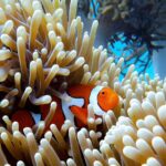 The Vital Functions of Coral Reef Ecosystems in Marine Life and Environmental Health
