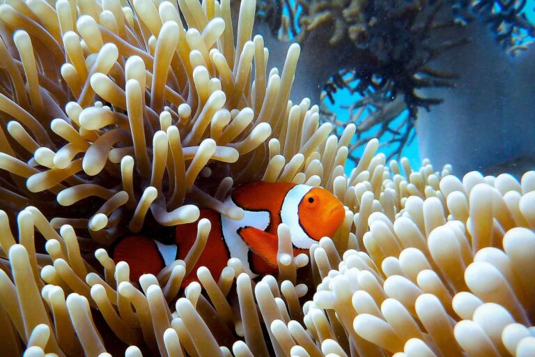 The Vital Functions of Coral Reef Ecosystems in Marine Life and Environmental Health