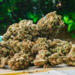 Potency Differences Separating Everyday Options From Stronger THCA Flower Choices